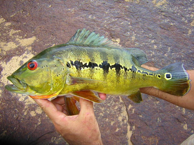 Cichla intermedia Orinoco