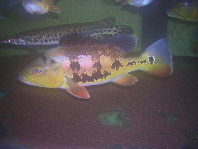 Cichla monoculus