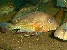 Geophagus proximus