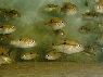 Aequidens patricki
