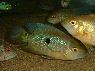 Caquetaia spectabile