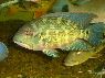Hoplarchus psittacus