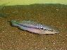 Crenicichla menezesi
