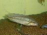 Crenicichla lepidota MALE
