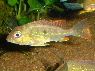Geophagus sp. Venezuela