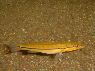 Crenicichla sp. Xingu I