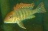 Geophagus sp. Tapajos - Red Head