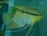 Mesonauta mirificus