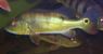 Cichla ocellaris Nanay