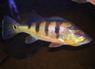Cichla pleiozona