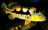 Cichla monoculus Tarapoto