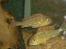Geophagus sp. Vitoria do Xingu