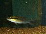Crenicichla proteus
