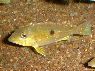 Geophagus taeniopareius