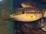 Aequidens uniocellatus