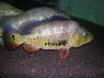 Cichla monoculus