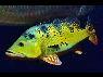 Cichla kelberi