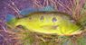 Cichla orinocensis Sibapo