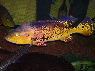 Cichla kelberi