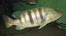 Cichla piquiti Tocantins