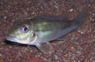 Retrocolus lapidifer