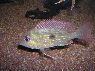 Geophagus sp. Stripetail