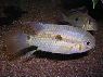 Krobia sp. Xingu