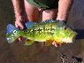 Cichla intermedia Ventuari
