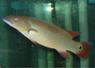 Crenicichla sp. Xingu I
