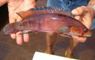 Crenicichla sp. Atabapo