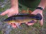Crenicichla lugubris Llianos