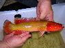 Crenicichla sp.