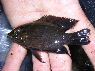 Hypselecara coryphaenoides
