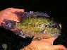 Hoplarchus psittacus Ventuari