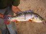 Cichla temensis Ventuari