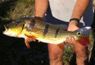 Cichla temensis Llianos