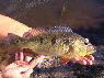 Cichla orinocensis Llianos