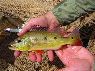 Cichla orinocensis Llianos