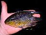 Mesonauta insignis Caño Níria