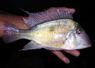 Geophagus abalios Ventuari