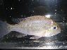 Biotodoma wavrini „Sibapo“