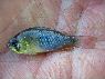 Microgeophagus ramirezi Caño Mocho Llianos