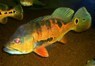 Cichla ocellaris