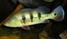 Cichla monoculus Mazan