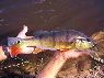 Cichla temensis