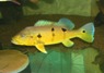 Cichla pinima Tapajos