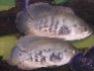 Astronotus sp. „Apure“