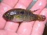 Laetacara sp. Orangeflossen Rio Pasimoni