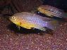 Apistogramma sp. Nanay