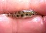 Crenicara filamentosa Atabapo